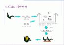 [a+]유전자 재조합 식품(GMO) 8페이지