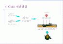 [a+]유전자 재조합 식품(GMO) 10페이지