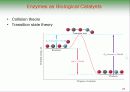 Biochemistry & Enzyme (생화학 및 효소 개론) 23페이지