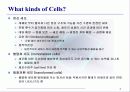 1차 세포 배양 3페이지