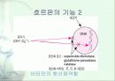 비타민에 대하여 3페이지