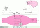 비타민에 대하여 40페이지