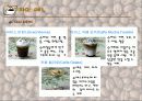 커피의 모든것 - 커피의 역사, 지역별 특성, 생산지, 조리방법, 조리기구, 메뉴, 효능 등 커피의 모든 것 16페이지