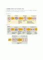 [세포학]세포분열 (cell division) 6페이지