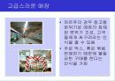 [마케팅] 할인점 성공 요인 (이마트, 월마트, 까르푸등등) 22페이지