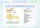 법정 전염병에 대해 51페이지