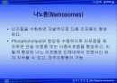 자성 나노입자의 생체재료의 응용 39페이지