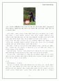 [디자인마케팅] PDP TV시장 삼성의 PAVV와 LG의 Xcanvas, SONY의 WEGA 마케팅전략 비교 15페이지
