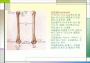 견관절과 견갑대 파워포인트 5페이지