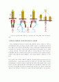 apoptosis전사인자 6페이지
