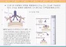 체액성 면역의 작동기전 14페이지