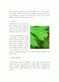식물의 작용 9페이지