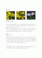 우리나라 식물의 생애 및 특성, 용도, 관리방법 14페이지