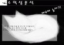 패션코디북 사업계획서 10페이지