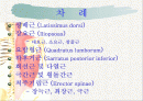 치료적 마사지(허리부 근육의 기시 정지 작용 신경지배 및 혈관공급) 2페이지