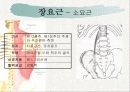 치료적 마사지(허리부 근육의 기시 정지 작용 신경지배 및 혈관공급) 5페이지