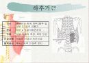 치료적 마사지(허리부 근육의 기시 정지 작용 신경지배 및 혈관공급) 8페이지