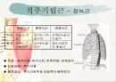 치료적 마사지(허리부 근육의 기시 정지 작용 신경지배 및 혈관공급) 11페이지