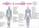 해부학 Anatomy에 대해 2페이지