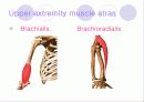 해부학 Anatomy에 대해 9페이지
