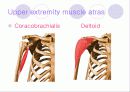 해부학 Anatomy에 대해 10페이지