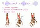 해부학 Anatomy에 대해 13페이지