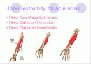해부학 Anatomy에 대해 14페이지