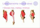 해부학 Anatomy에 대해 19페이지