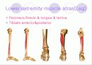 해부학 Anatomy에 대해 22페이지
