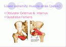 해부학 Anatomy에 대해 23페이지