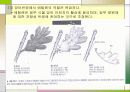 에틸렌[기체상태의 호르몬] 13페이지