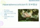 내분비성 피부질환(Endocrine dermatopathy )과 갑상선기능저하증(Hypothyroidism),Hyperadrenocorticism(Cushing's syndrome) 에 관한 발표자료//특A급 수의대생들이 직접제작 25페이지
