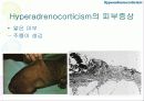 내분비성 피부질환(Endocrine dermatopathy )과 갑상선기능저하증(Hypothyroidism),Hyperadrenocorticism(Cushing's syndrome) 에 관한 발표자료//특A급 수의대생들이 직접제작 27페이지