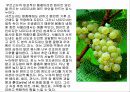 프랑스 와인 29페이지