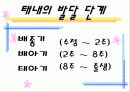 생명의 시작과 유전 태아와 환경적 요인 5페이지