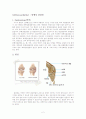 OA(Osteoarthritis)- 퇴행성 관절염 2페이지