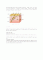 피부노화 2페이지