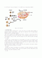 정자와 난자의 형성 (생식세포 형성 과정) 4페이지