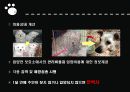 유기견 문제 11페이지