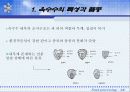 옥수수와 그 가공품 4페이지