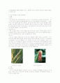 옥수수(Corn, Maize, Zea mays) 3페이지