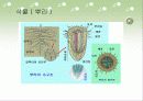 삼투압현상 7페이지