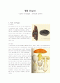 생물 Report - parts of fungus , asexual spores 1페이지