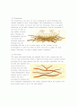 생물 Report - parts of fungus , asexual spores 2페이지