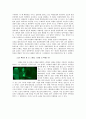 양들의 침묵 - 영화와 원작 소설의 비교분석을 통해 본 영화의 예술성 14페이지