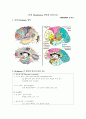 뇌의 Broadmann 영역과 담당기능  1페이지