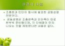 재일동포 발표 ppt 46페이지