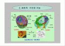세포의 구조와 기능 4페이지