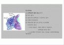 세포의 구조와 기능 9페이지