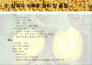 참외의 수확후 관리 요람 발표 6페이지